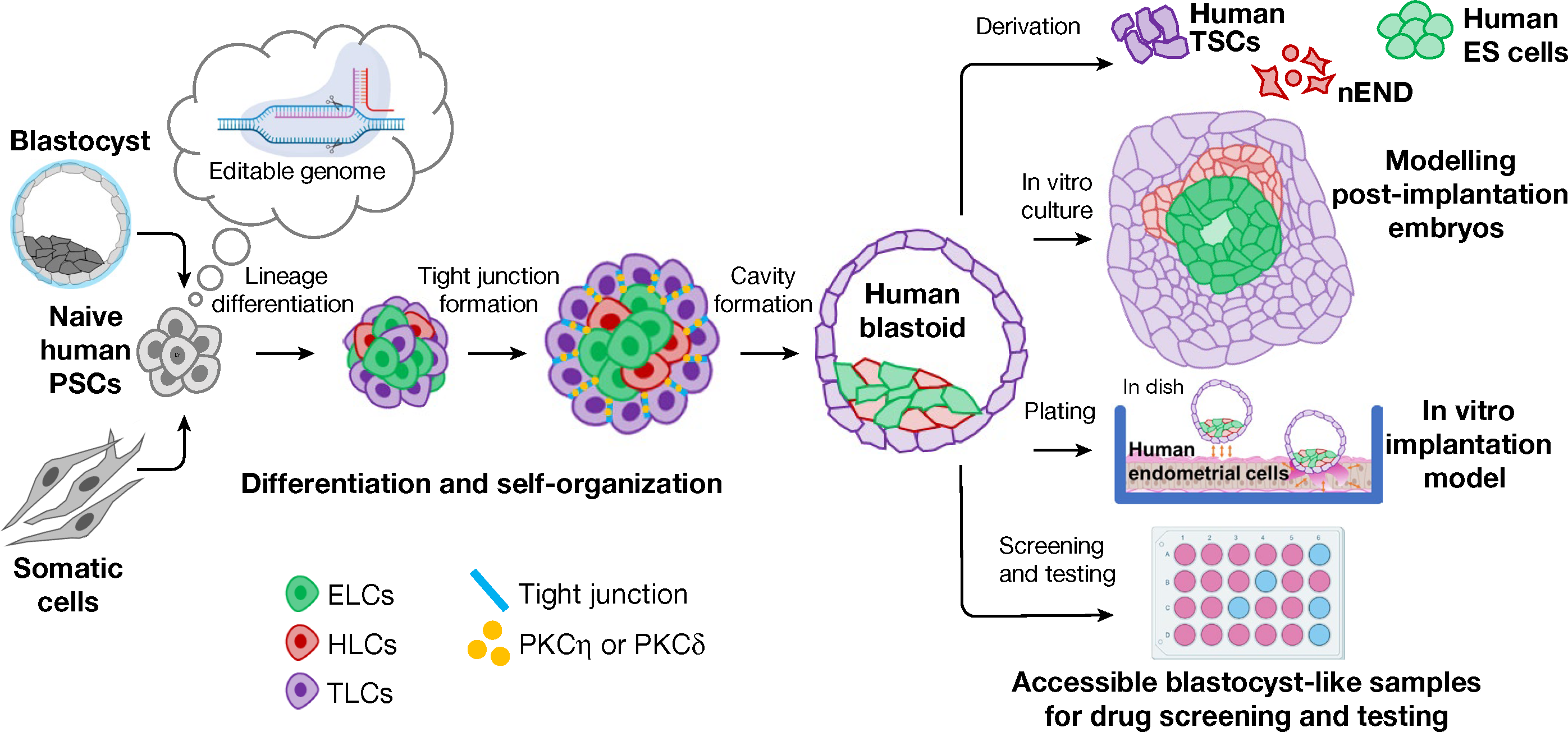 Human Blastoid Blastocyst Like Structures Generated From Human